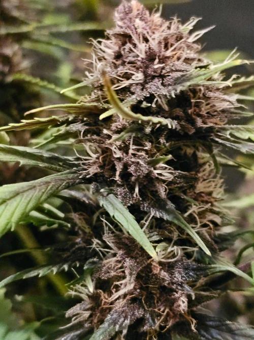 Fastbuds Autos run. Week 9 - Day 57 Purple Lemonade