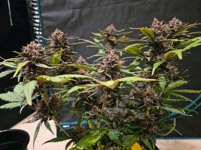 Fastbuds Autos run. Week 9 - Day 57 Purple Lemonade