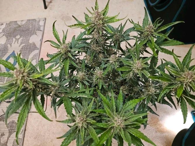 Fastbuds Autos run. Week 9 - Day 57 GC