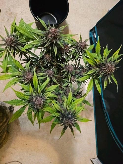 Fastbuds Autos run. Week 9 - Day 57 PL