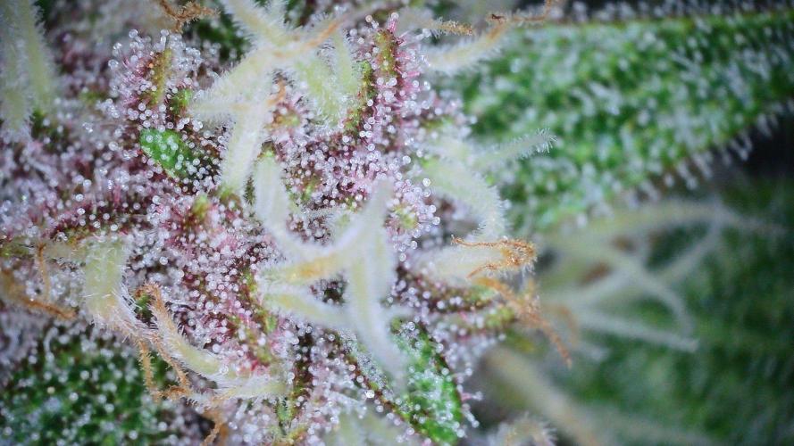 Fastbuds Autos run. Week 9 - Dat 57 GC