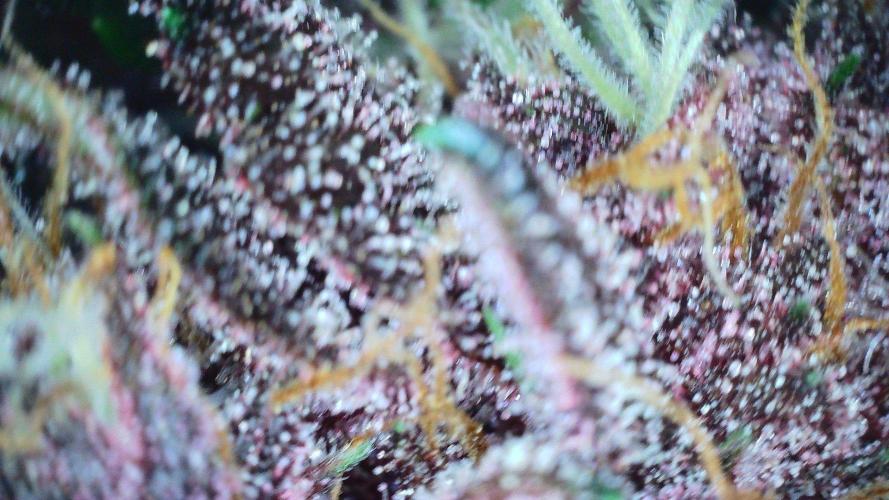 Fastbuds Autos run. Week 9 - Day 57 PL