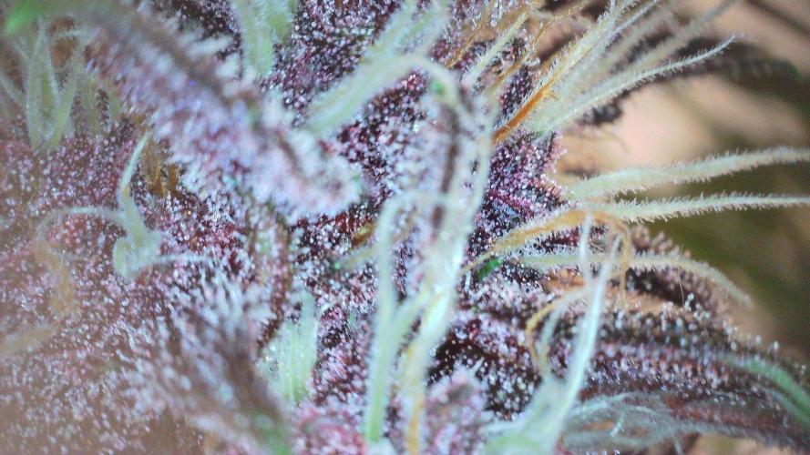 Fastbuds Autos run. Week 9 - Day 57 PL 