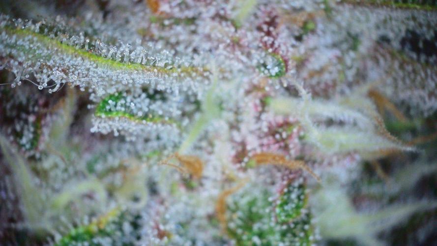 Fastbuds Autos run. Week 9 - Day 57 GC