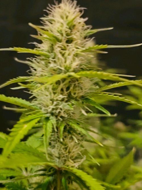 Fastbuds Autos run. Week 9 - Day 60 BPP