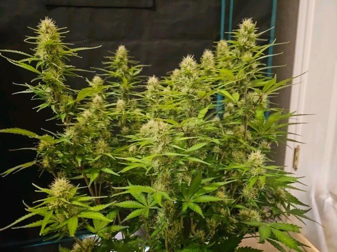 Fastbuds Autos run. Week 9 - Day 60 BPP