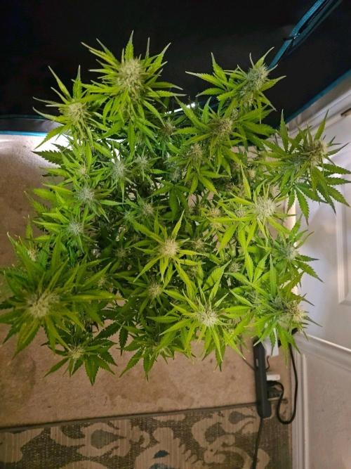 Fastbuds Autos run. Week 9 - Day 60 BPP