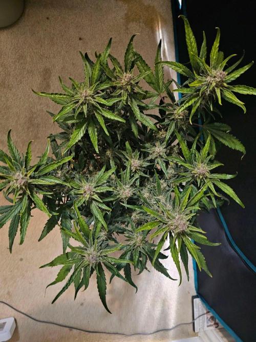 Fastbuds Autos run. Week 9 - Day 60 GC
