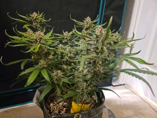 Fastbuds Autos run. Week 9 - Day 60 GC