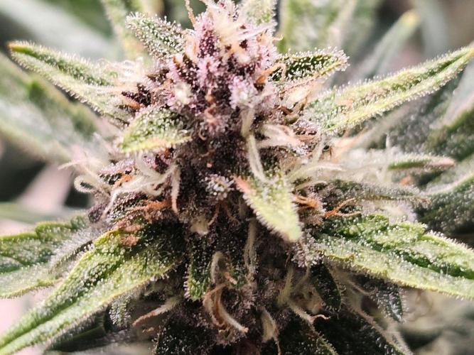 Fastbuds Autos run. Week 9 - Day 60 GC