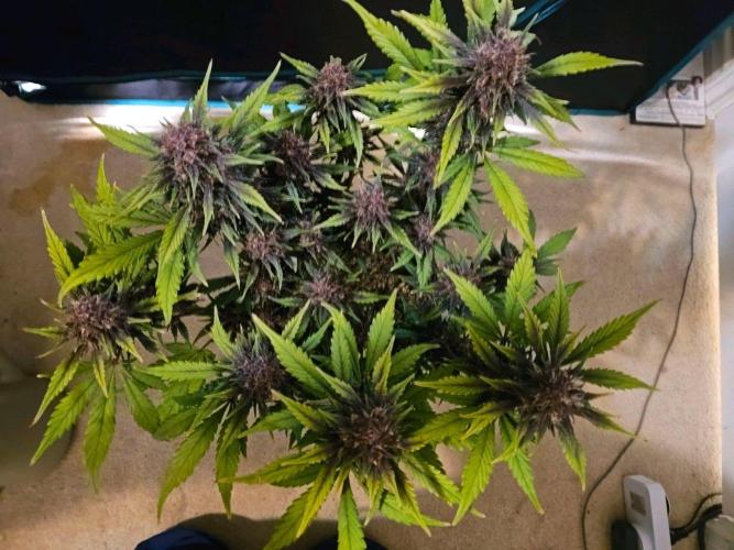 Fastbuds Autos run. Week 9 - Day 60 PL