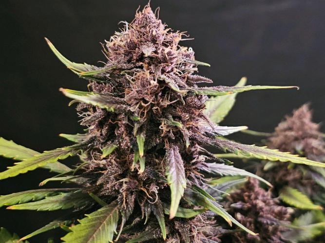 Fastbuds Autos run. Week 9 - Day 60 PL
