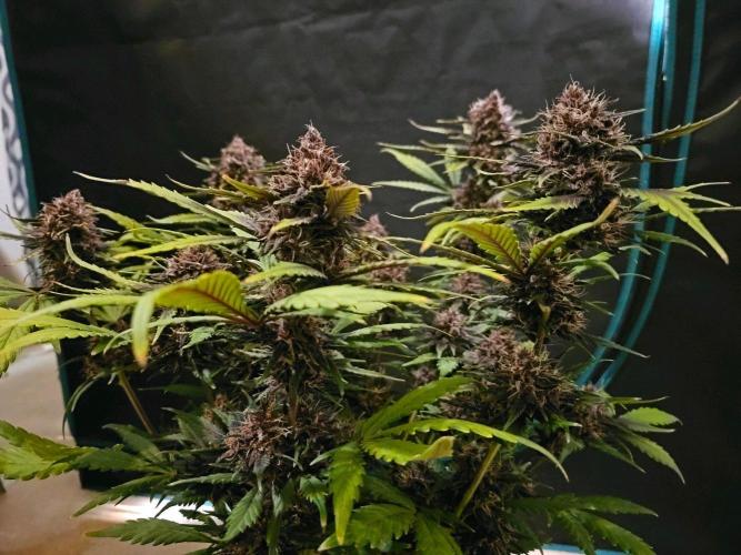 Fastbuds Autos run. Week 9 - Day 60 PL