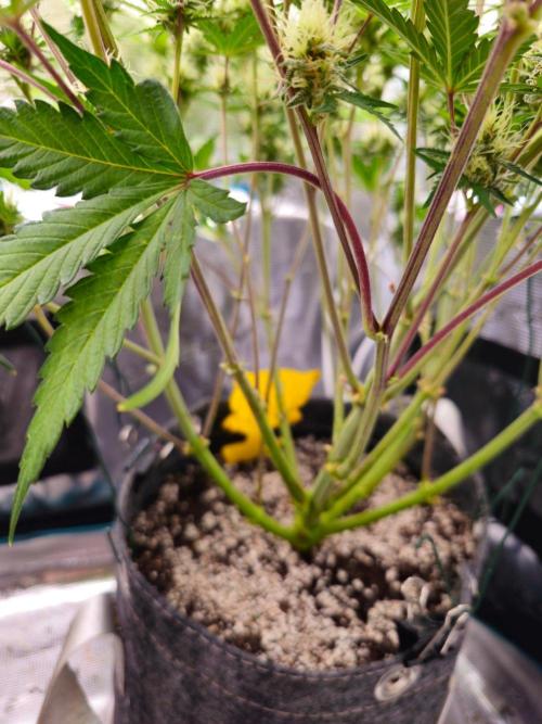 Fastbuds Autos run. Week 9 - BPP, How did that leaf grow twisted around the other stem? Lol