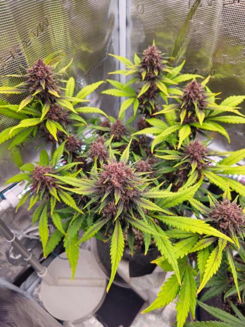 Fastbuds Autos run. Week 9 - Day 61 PL