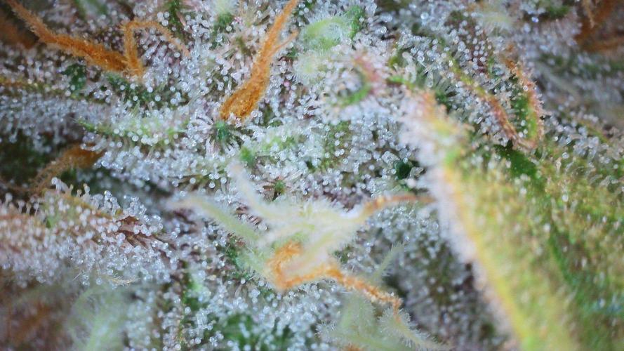Fastbuds Autos run. Week 9 - Day 60 GC, so frosty