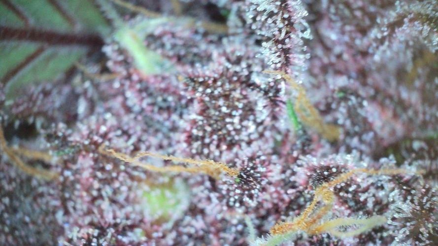 Fastbuds Autos run. Week 9 - Day 60 PL