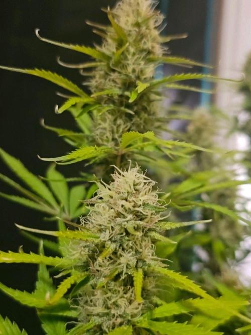 Fastbuds Autos run. Week 10 - Day 64 Banana Purple punch