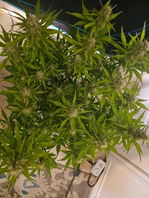 Fastbuds Autos run. Week 10 - Day 64 BPP