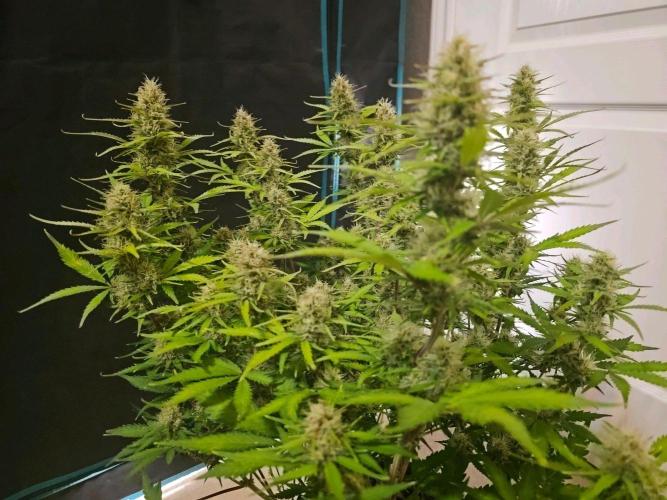 Fastbuds Autos run. Week 10 - Day 64 BPP