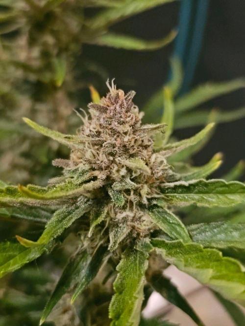 Fastbuds Autos run. Week 10 - Day 64 Gorilla Cookies