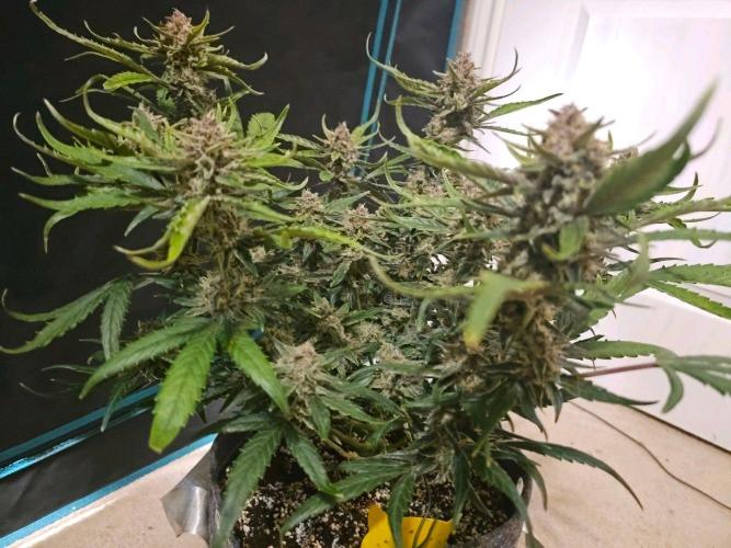 Fastbuds Autos run. Week 10 - Day 64 GC