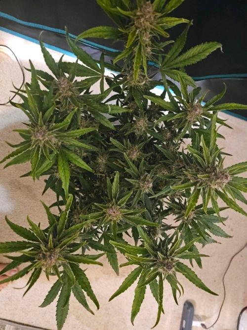 Fastbuds Autos run. Week 10 - Day 64 GC
