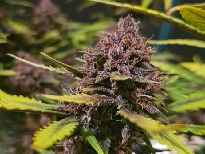 Fastbuds Autos run. Week 10 - Day 64 purple lemonade 