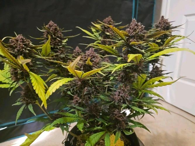 Fastbuds Autos run. Week 10 - Day 64 PL
