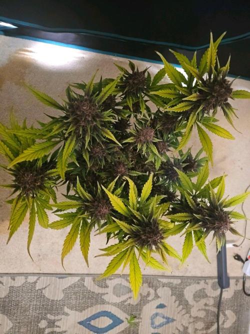 Fastbuds Autos run. Week 10 - Day 64 PL