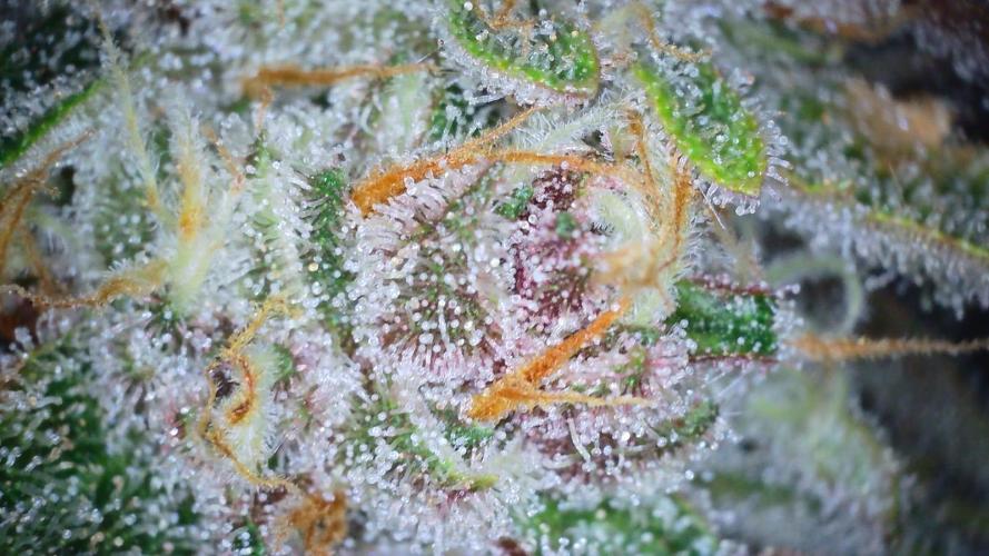 Fastbuds Autos run. Week 10 - Day 64 GC
