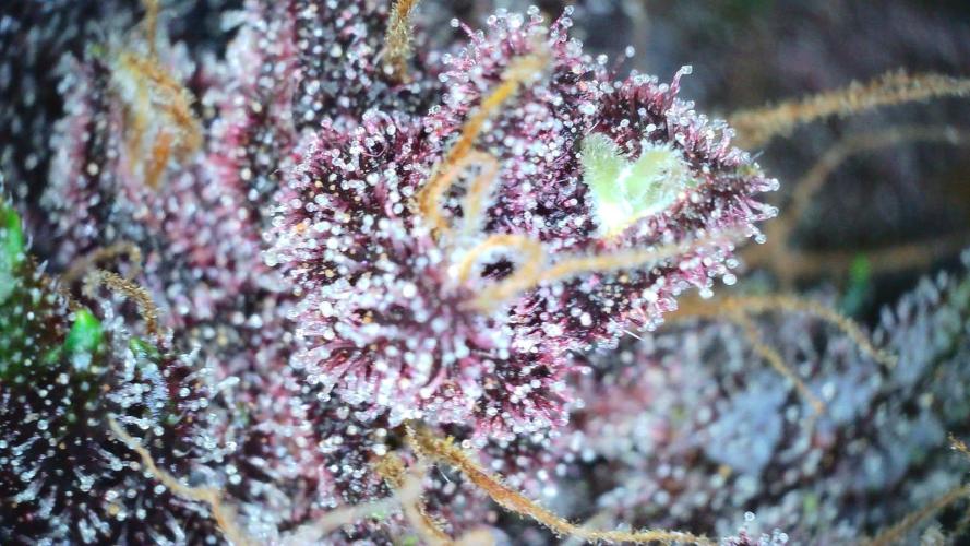 Fastbuds Autos run. Week 10 - Day 64 PL 💚
(One of my fave pics)