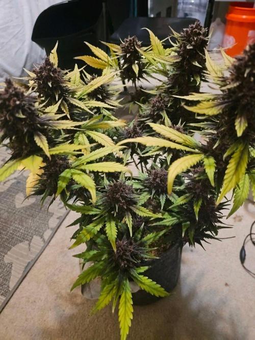 Fastbuds Autos run. Week 10 - Day 68 PL