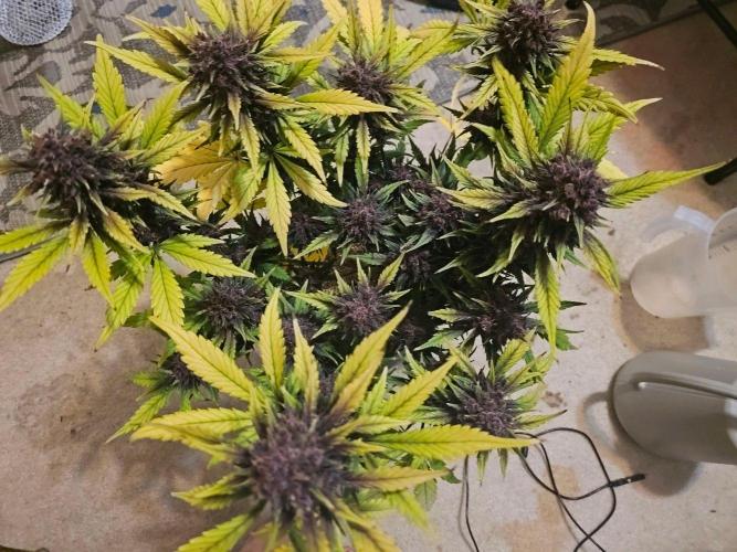 Fastbuds Autos run. Week 10 - The Fade
Day 68 PL