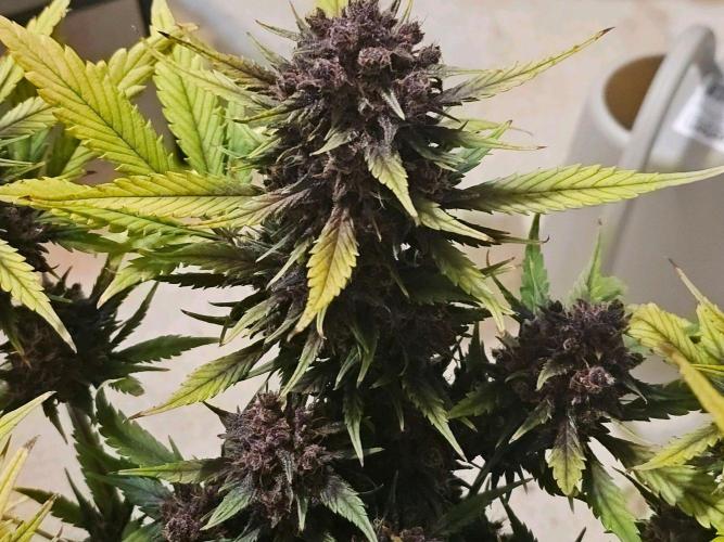 Fastbuds Autos run. Week 10 - Day 68 PL