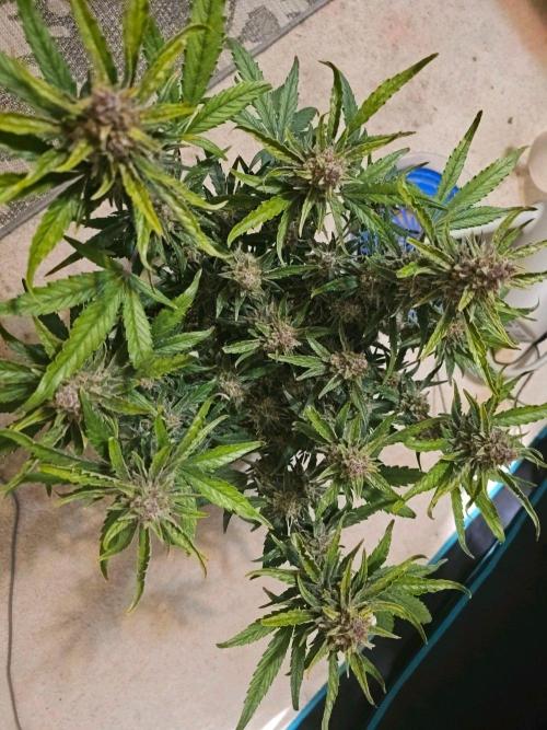 Fastbuds Autos run. Week 10 - GC day 68
