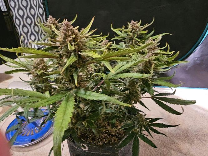 Fastbuds Autos run. Week 10 - GC day 68