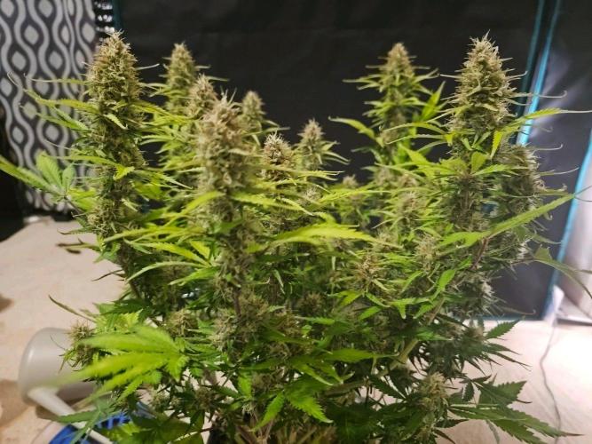 Fastbuds Autos run. Week 10 - Day 68 BPP
