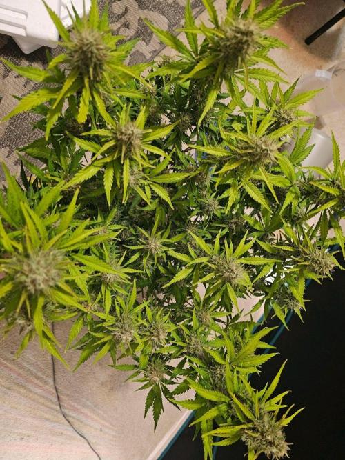 Fastbuds Autos run. Week 10 - day 68 BPP