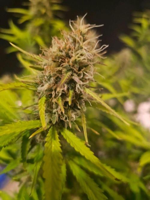 Fastbuds Autos run. Week 10 - Day 68 BPP