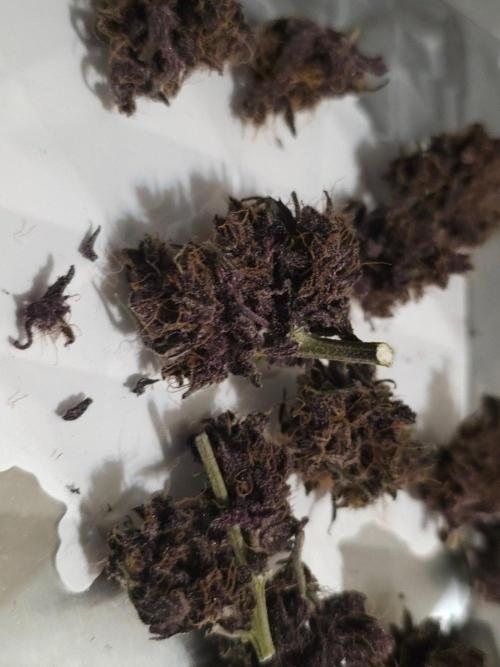 Fastbuds Autos run. Week 10 - Post dry