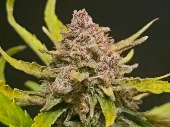 Fastbuds Autos run. Week 11 - Gorilla cookies day 72