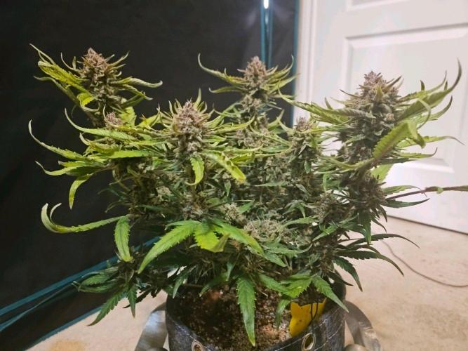 Fastbuds Autos run. Week 11 - Gc 72