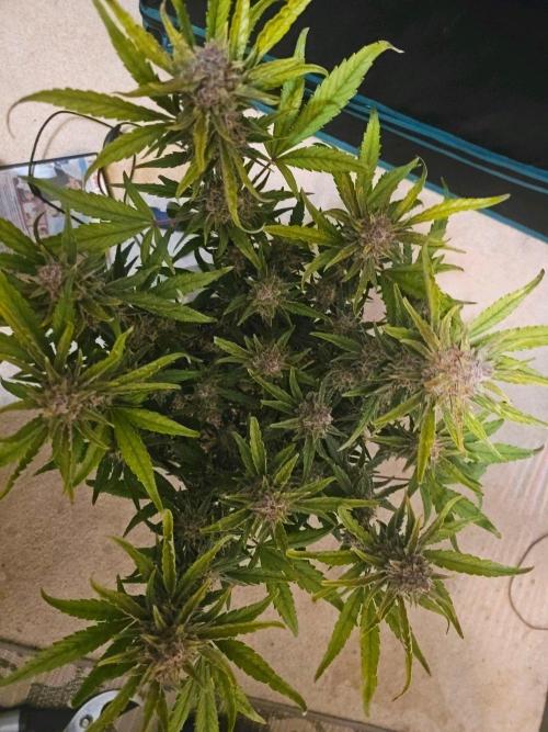 Fastbuds Autos run. Week 11 - Gc72