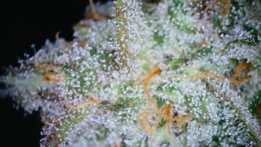 Fastbuds Autos run. Week 11 - Gc day 73