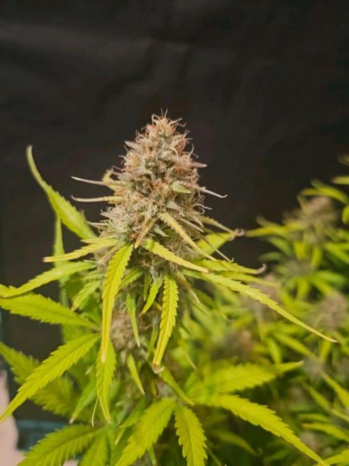Fastbuds Autos run. Week 11 - BPP DAY 72