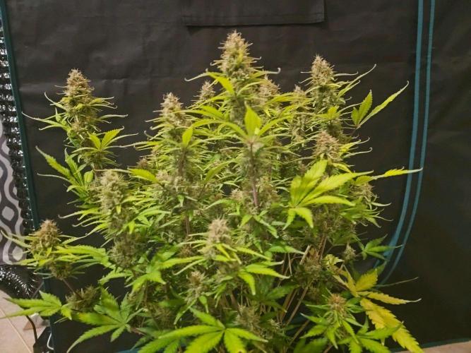 Fastbuds Autos run. Week 11 - Bpp day 72