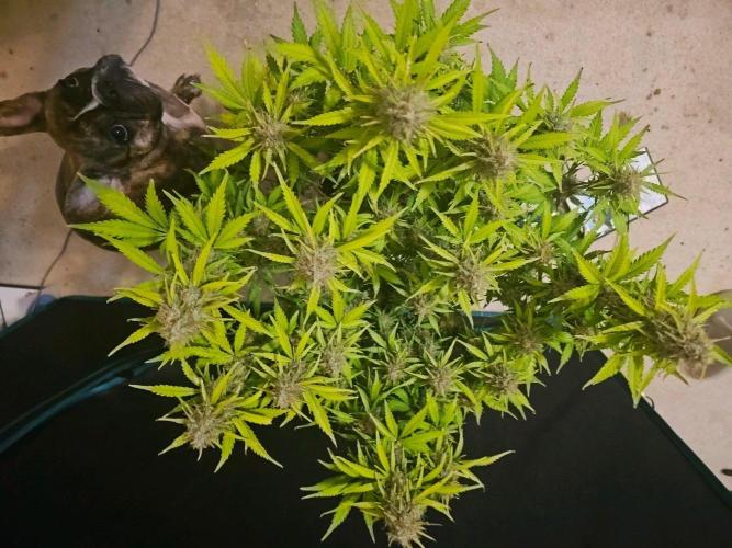 Fastbuds Autos run. Week 11 - Bpp day 72