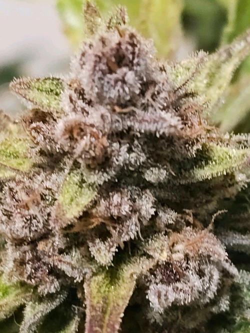 Fastbuds Autos run. Week 11 - GC day 76 harvest day