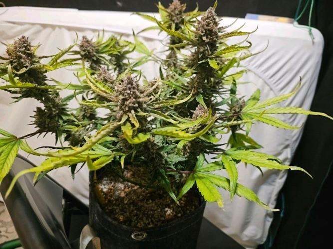 Fastbuds Autos run. Week 11 - Gc day 76 harvest day